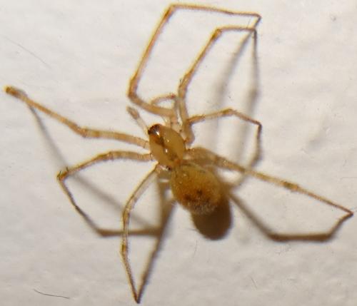 Nesticus cellulanus